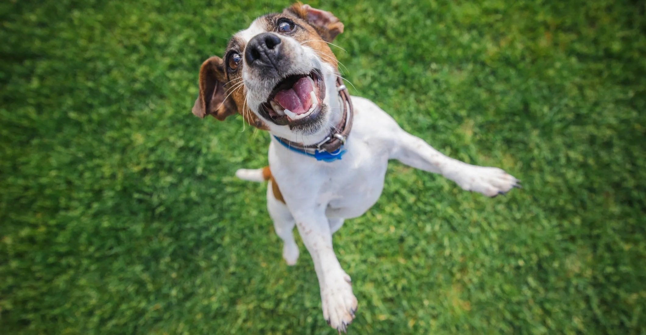Happy dog ready to start training