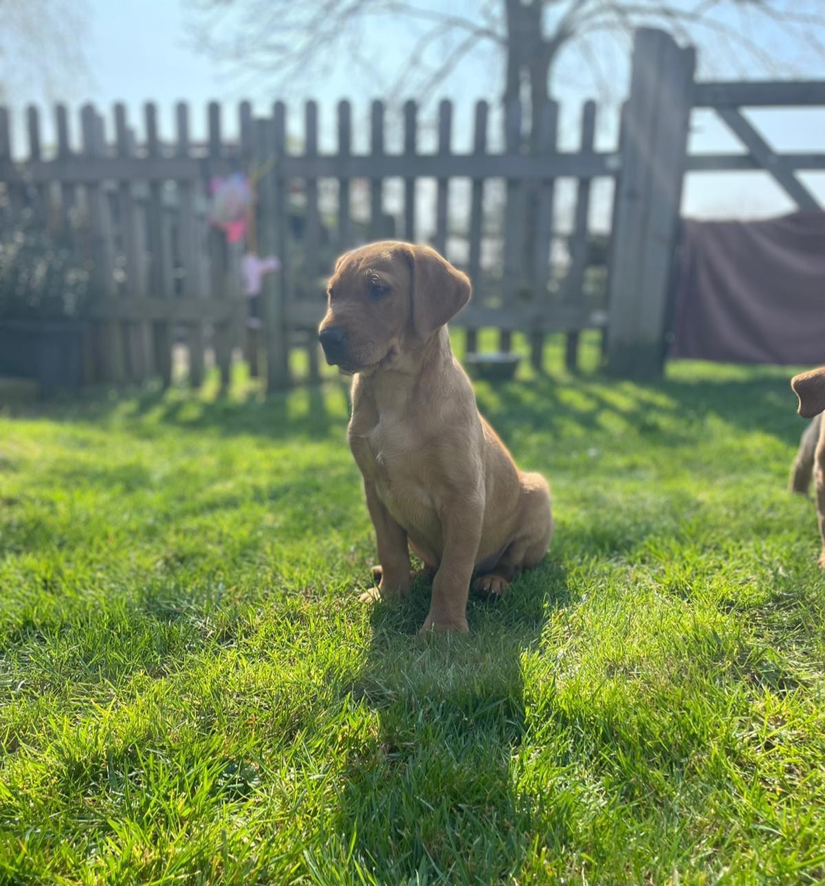 Puppy Foundation