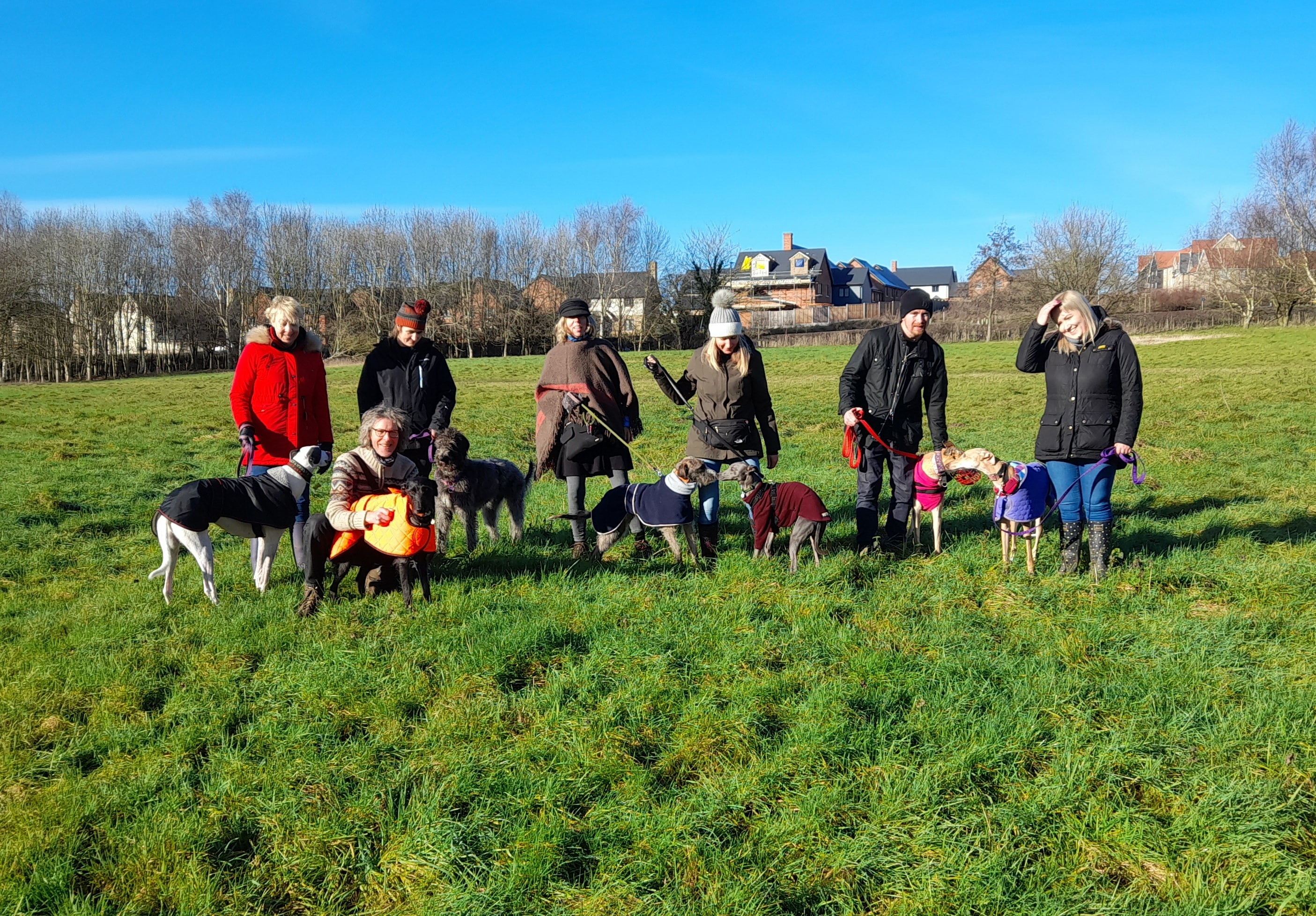 Sighthound Social Walks